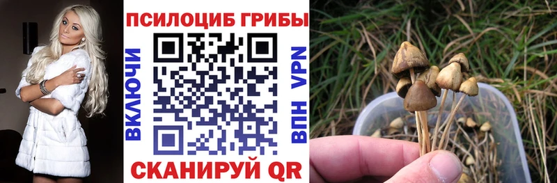 Купить где  Звенигород  Псилоцибиновые грибы GOLDEN TEACHER 